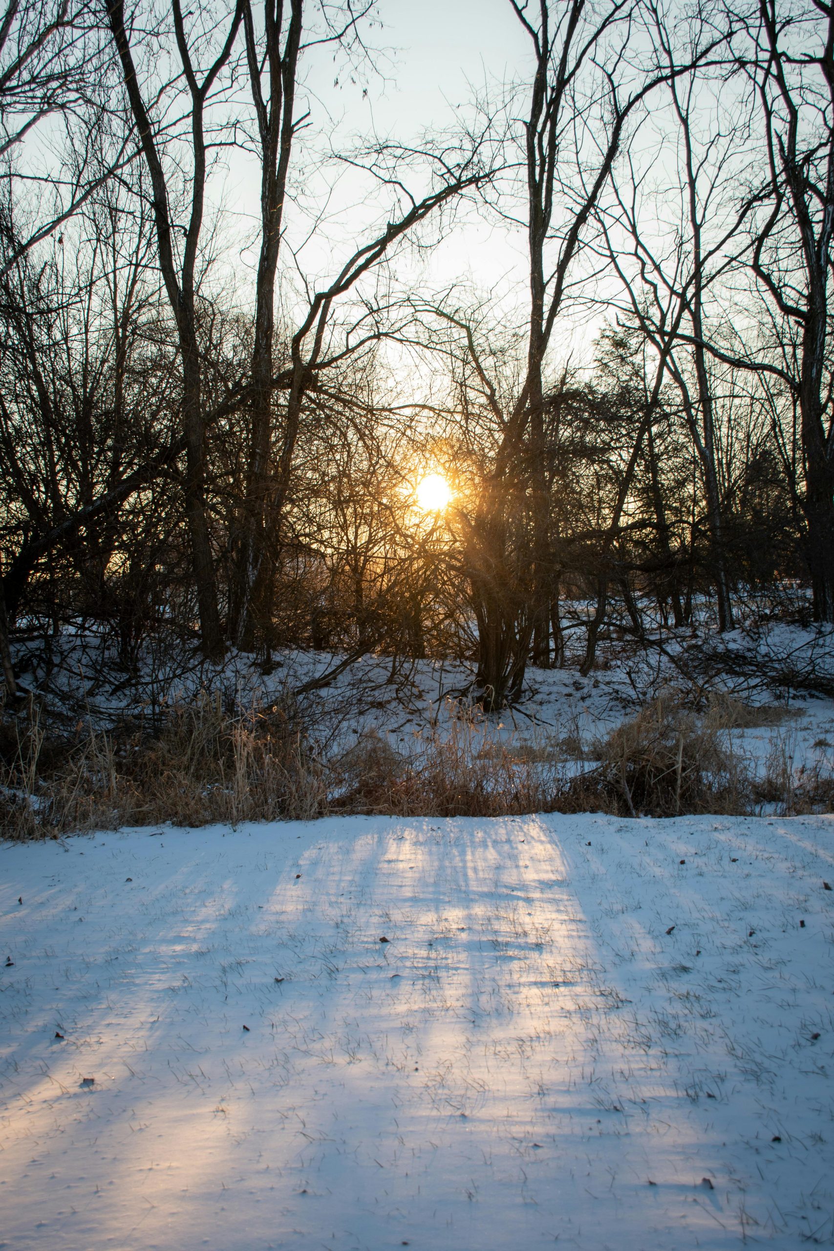 Peste 160.000 de hectare de păduri afectate de secetă în 2025.
